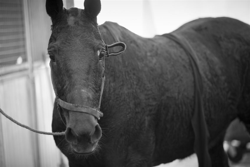 polo magazine photography of morgane delfosse bmw polo masters the polo magazine photos polo 22