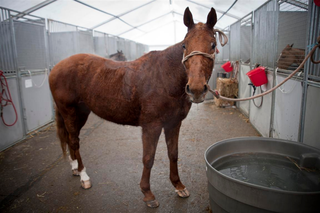 the polo magazine bmw polo masters polo photos of morgane defosse 2013 vendredi 28