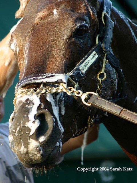 Grandes Caballos Spc